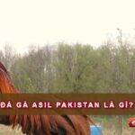 Đá gà Asil Pakistan là gì?