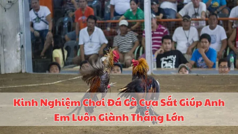 kinh-nghiem-choi-da-ga-cua-sat