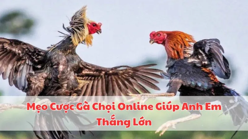 meo-cuoc-ga-choi-online