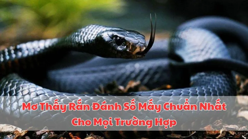 mo-thay-ran-danh-so-may