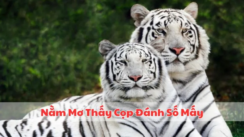 nam-mo-thay-cop-danh-so-may